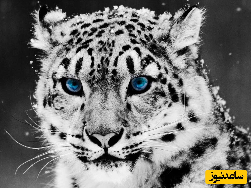 (ویدئو) نگاهی به پلنگ برفی، قهرمان پرش‌های 15 متری در دل هیمالیا! / شکارچی مرموزی که قانون جاذبه را به چالش می‌کشد