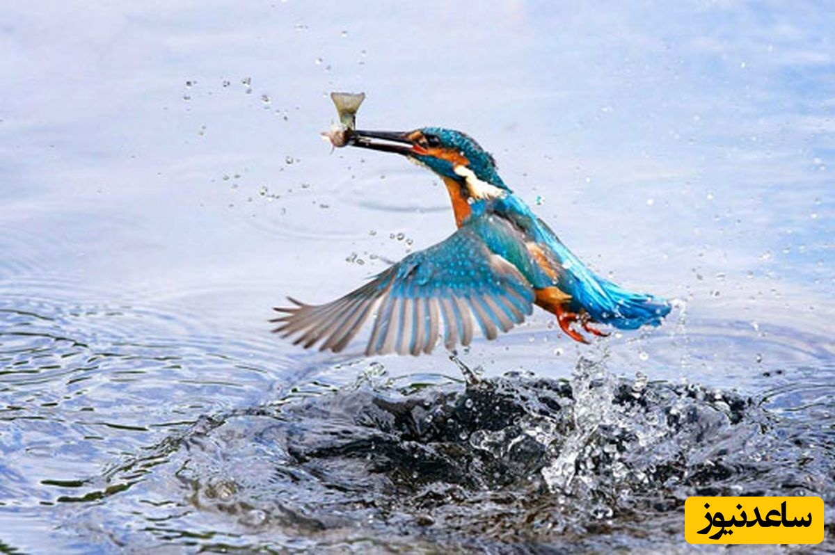 تصاویری زیبا از یک شاهکار طبیعت؛ عکاسی از لحظات شکار ماهی‌خورک گوش‌آبی+ تصاویر