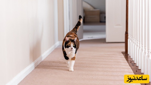 با دیدن این ویدئو ممکن است اشک از چشمان شما جاری شود!/ ببینید بی قراری ناراحت کننده گربه بعد از مرگ صاحبش!