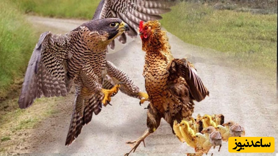 لحظه بی نظیر از مبارزه شجاعانه یک مرغ برای حفاظت از جوجه‌هایش در برابر عقاب تیز چنگال +ویدئو