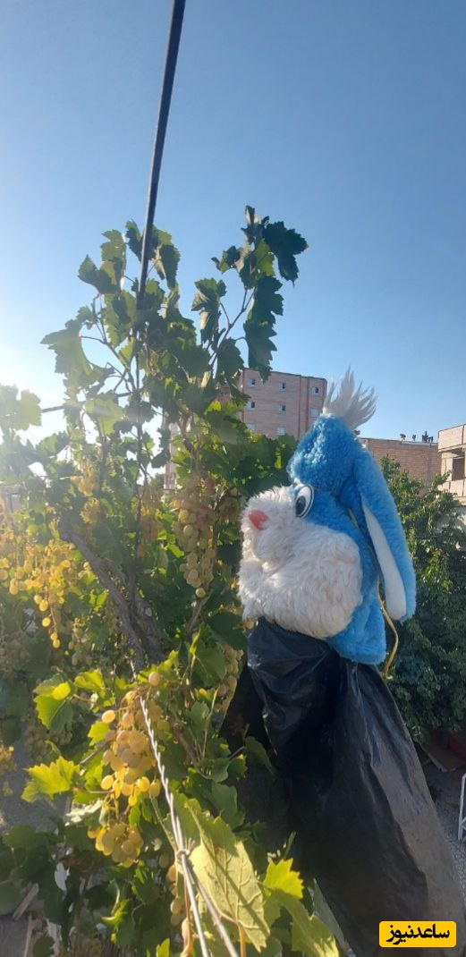 مترسک خنده‌دار