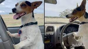 ببینید | رانندگی عجیب و هیجانی یک سگ با تراکتور!