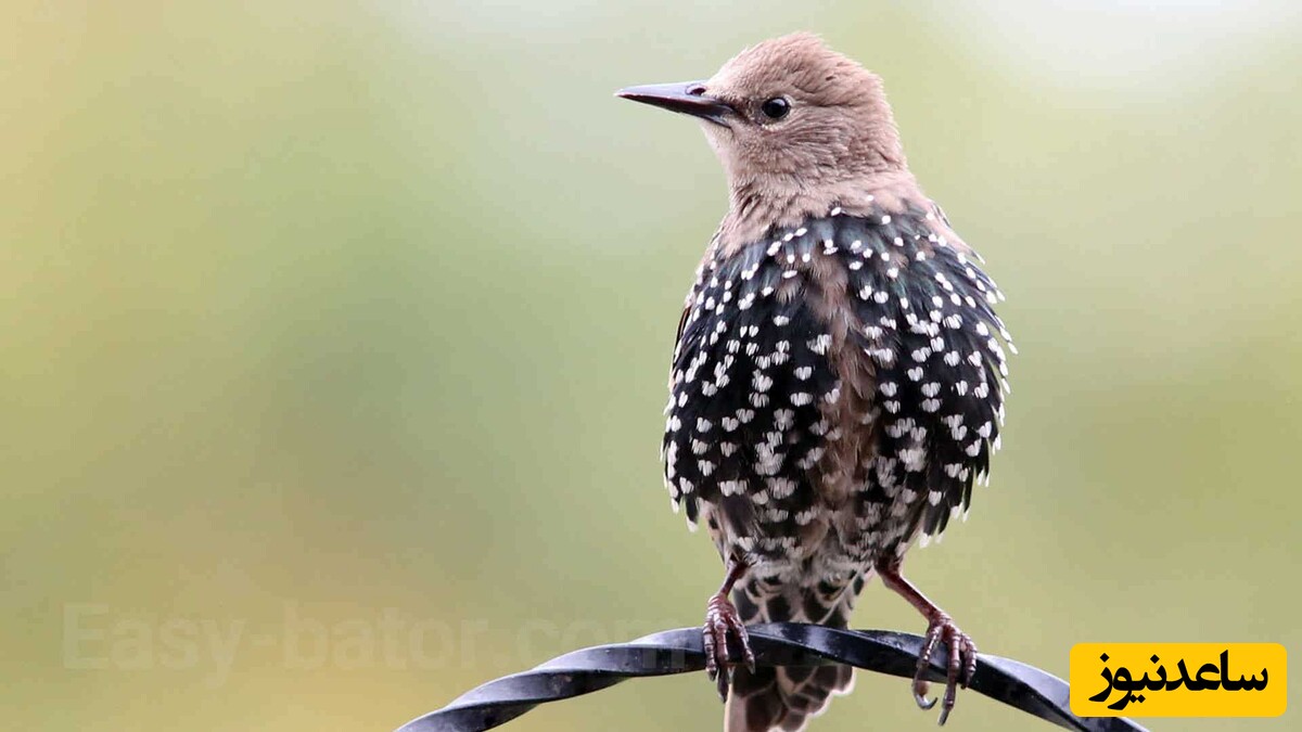 پرواز شگفت انگیز دسته جمعی سارها هنگام غروب آفتاب در روم/چه هماهنگی دقیقی با هم دارن