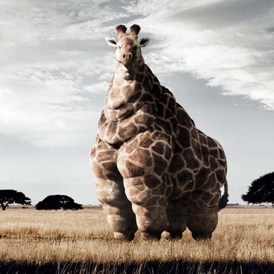 (فیلم) 15 تا از چاق ترین حیوانات جهان/ واقعا اندازه هاشون باور نکردنیه