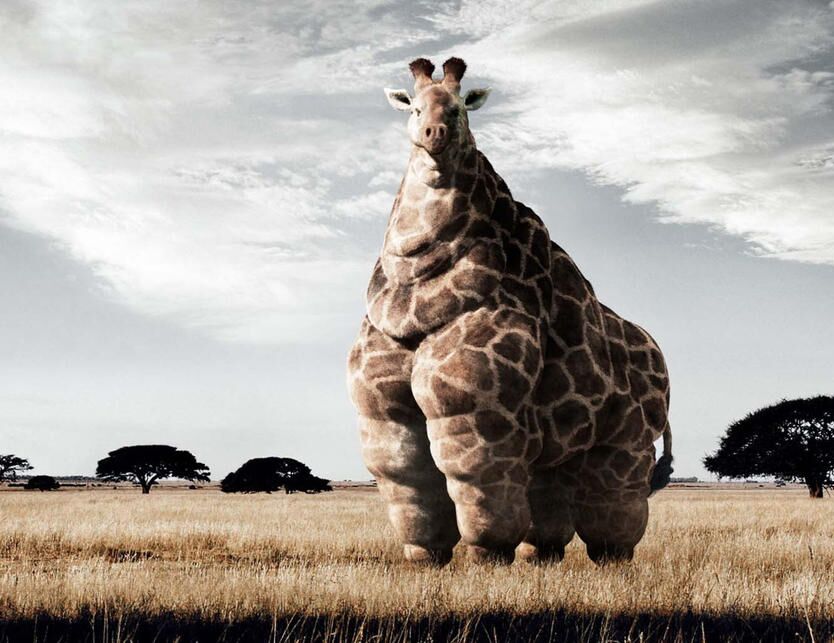 (فیلم) 15 تا از چاق ترین حیوانات جهان/ واقعا اندازه هاشون باور نکردنیه