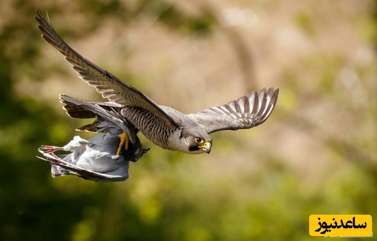 خفت‌گیری عجیب زن جوان توسط یک شاهین غول پیکر+ویدئو