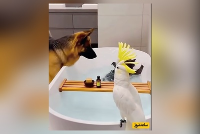 اگه یه خنده از ته دل میخوای بیا با حیوانات خونگی ما همراه شو/ رقص گربه رو چاه سه بعدی عالیه 😂+ ویدئو