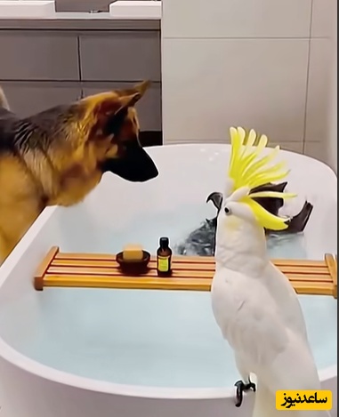 اگه یه خنده از ته دل میخوای بیا با حیوانات خونگی ما همراه شو/ رقص گربه رو چاه سه بعدی عالیه 😂+ ویدئو