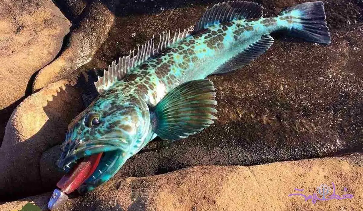 ماهی گاومیش خاص ترین ماهی دنیا با گوشت و پوستی به رنگ فیروزه ای و قیمتی میلیاردی! +ویدئو
