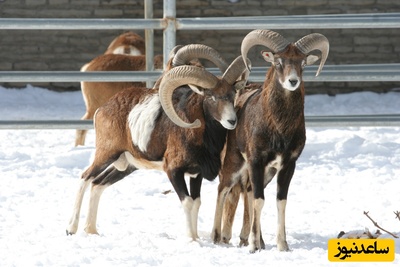 (ویدیو) مستند حیات وحش/ قوچ اوریال پارک ملی گلستان؛ جلوه‌ای از قدرت و اصالت طبیعت ایران