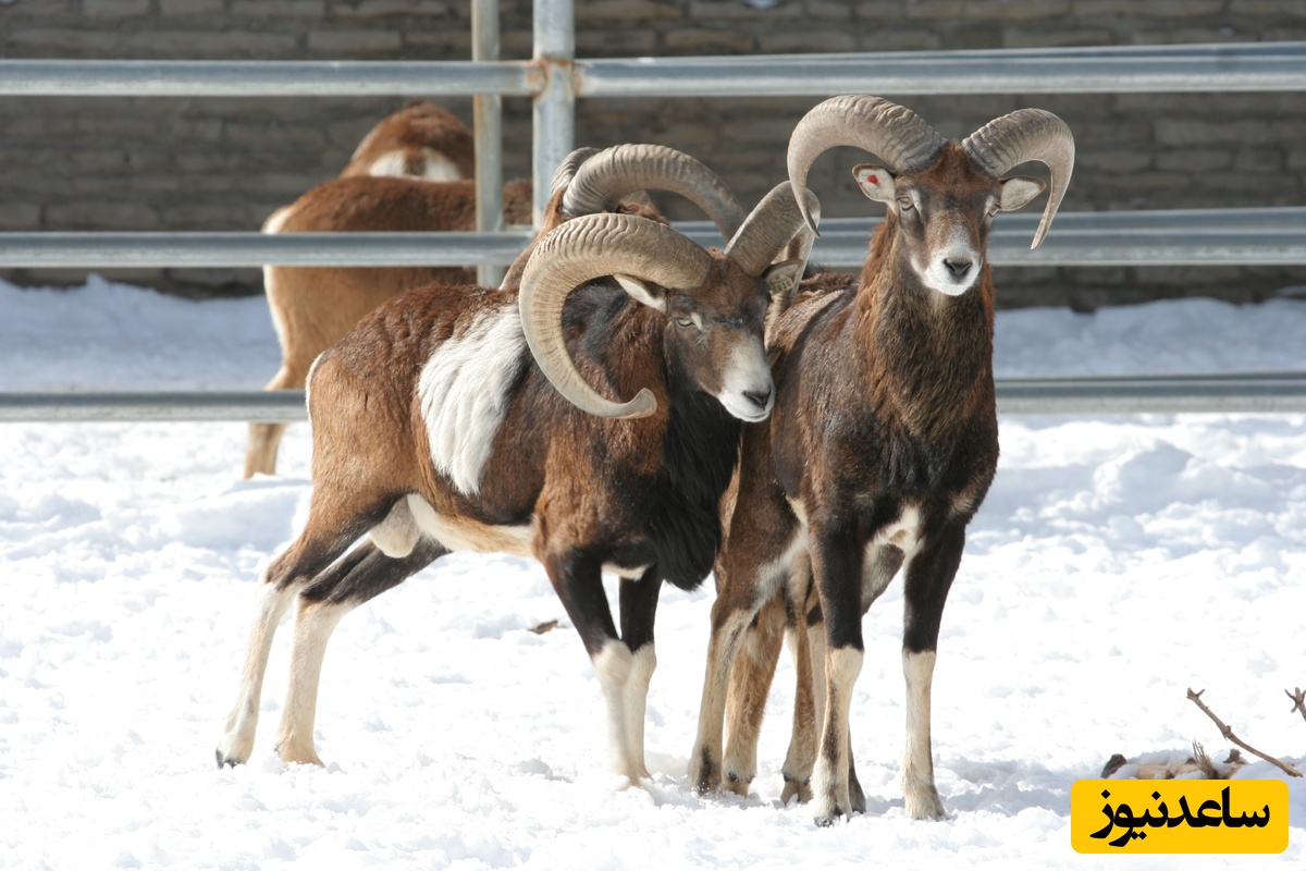 (ویدیو) مستند حیات وحش/ قوچ اوریال پارک ملی گلستان؛ جلوه‌ای از قدرت و اصالت طبیعت ایران