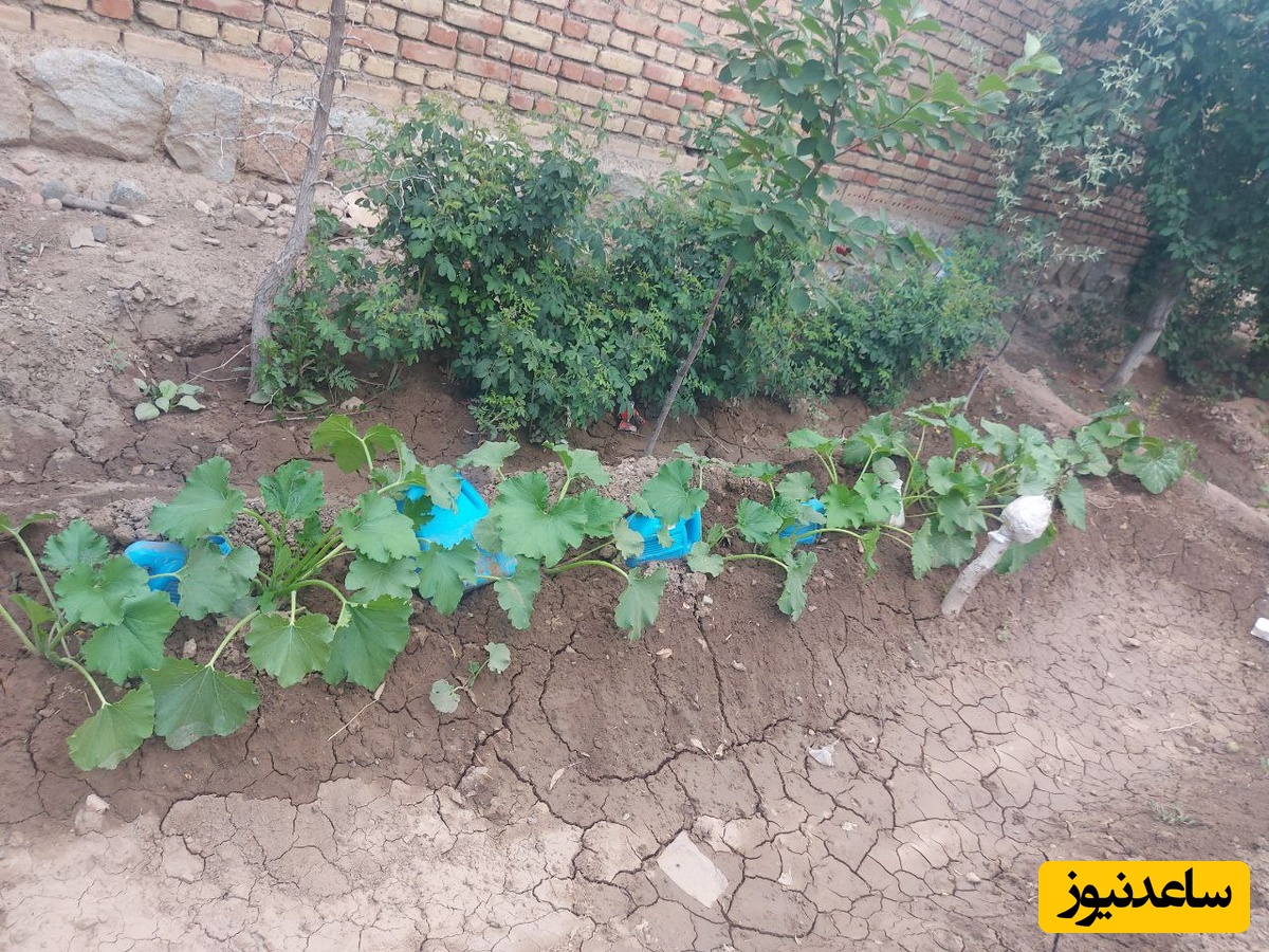 خلاقیت در آبیاری