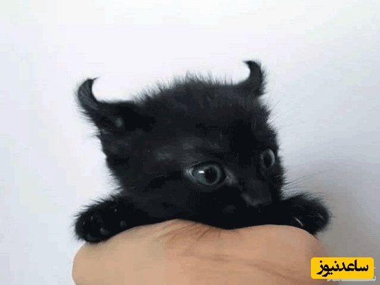 گربه