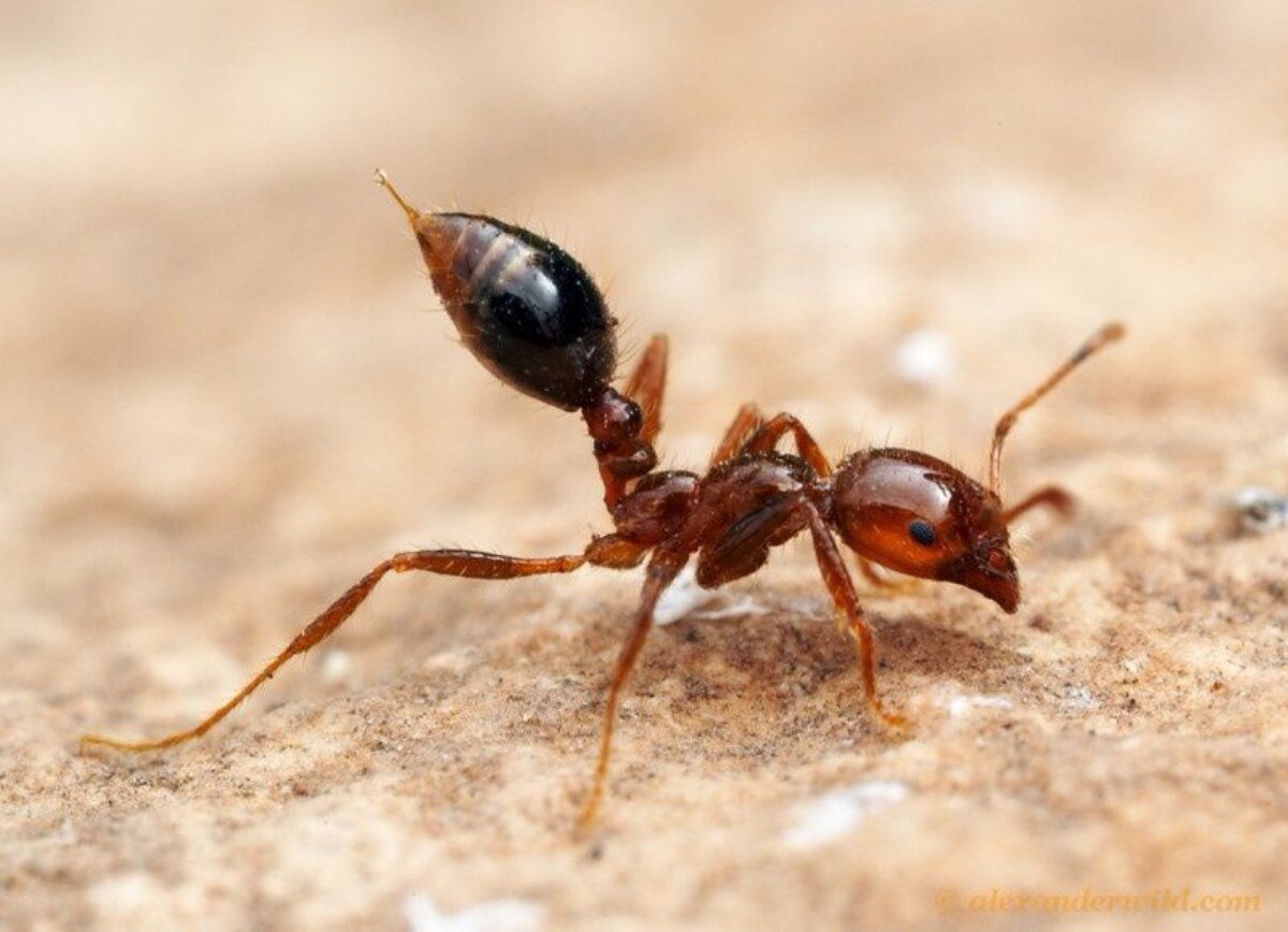 عکس ناب و دیده نشده از لحظه گاز گرفتن انسان توسط مورچه