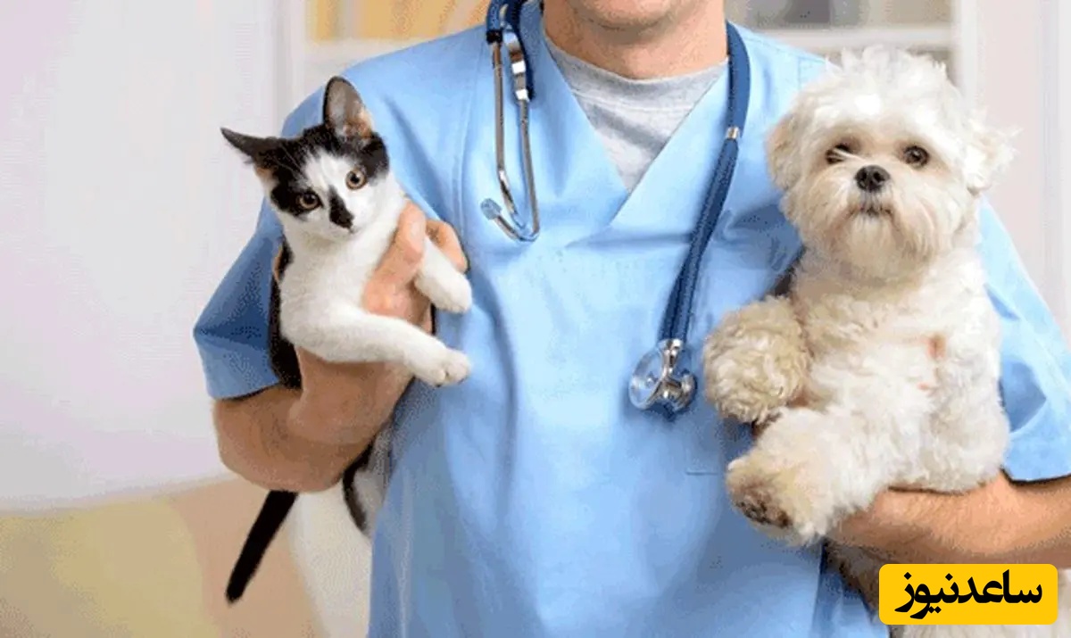 دانلود رایگان دفترچه سوالات کنکور دکتری رشته جراحی دامپزشکی سال 1401