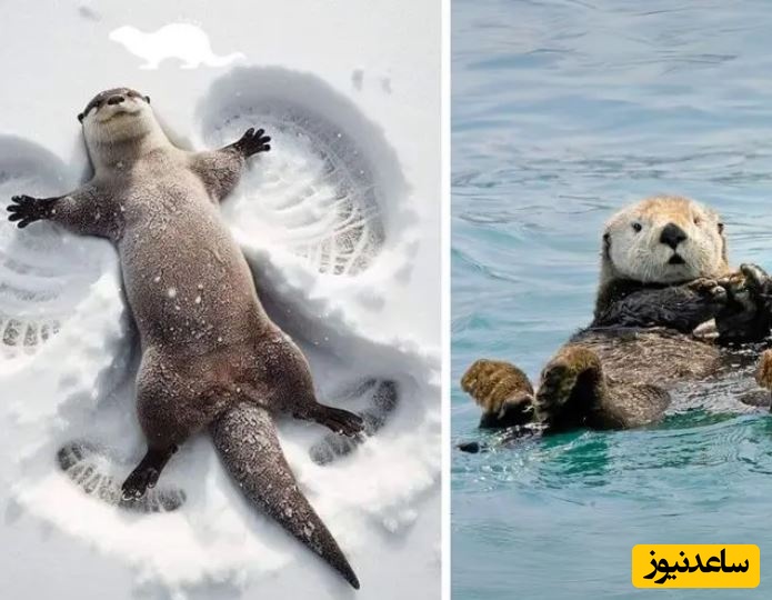 ببینید| سمور آبی؛ حیوان بامزه ای که عاشق شکستن صدف است و روی آب دراز می کشد!