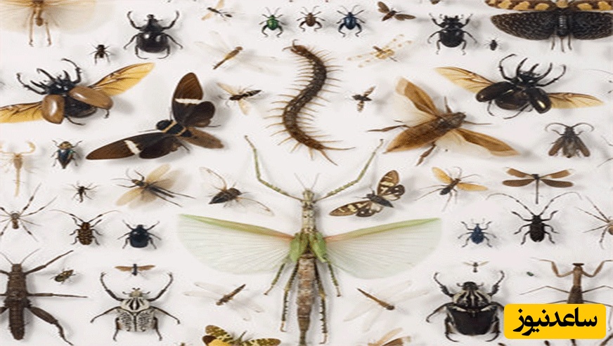 دانلود رایگان دفترچه سوالات و پاسخنامه آزمون  دکتری رشته حشره‌شناسی پزشکی از سال 93 تا 96