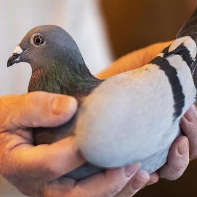 ویدیویی باورنکردنی از ناراحتی یک کبوتر بخاطر دوری از صاحبش+فیلم