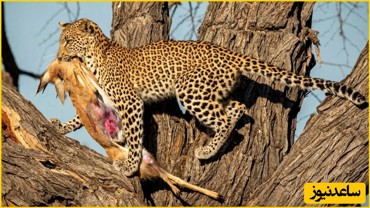 (ویدیو)پلنگ با وحشی‌ترین اشتهایش حتی روده‌ی شکار را هم می‌بلعد!/ طبیعتی که در آن چیزی هدر نمی‌رود!