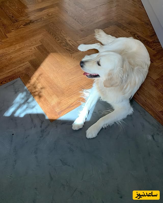 منزل پانته آ پناهی ها