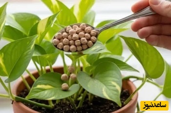 روش تهیه کاملترین و قویترین کود طبیعی از نخود در خانه | با این ترکیب دیگر به کود شیمیاوی نیازی نداری/ با ما رشد گل های زیبایت را دو برابر کن+ ویدیو