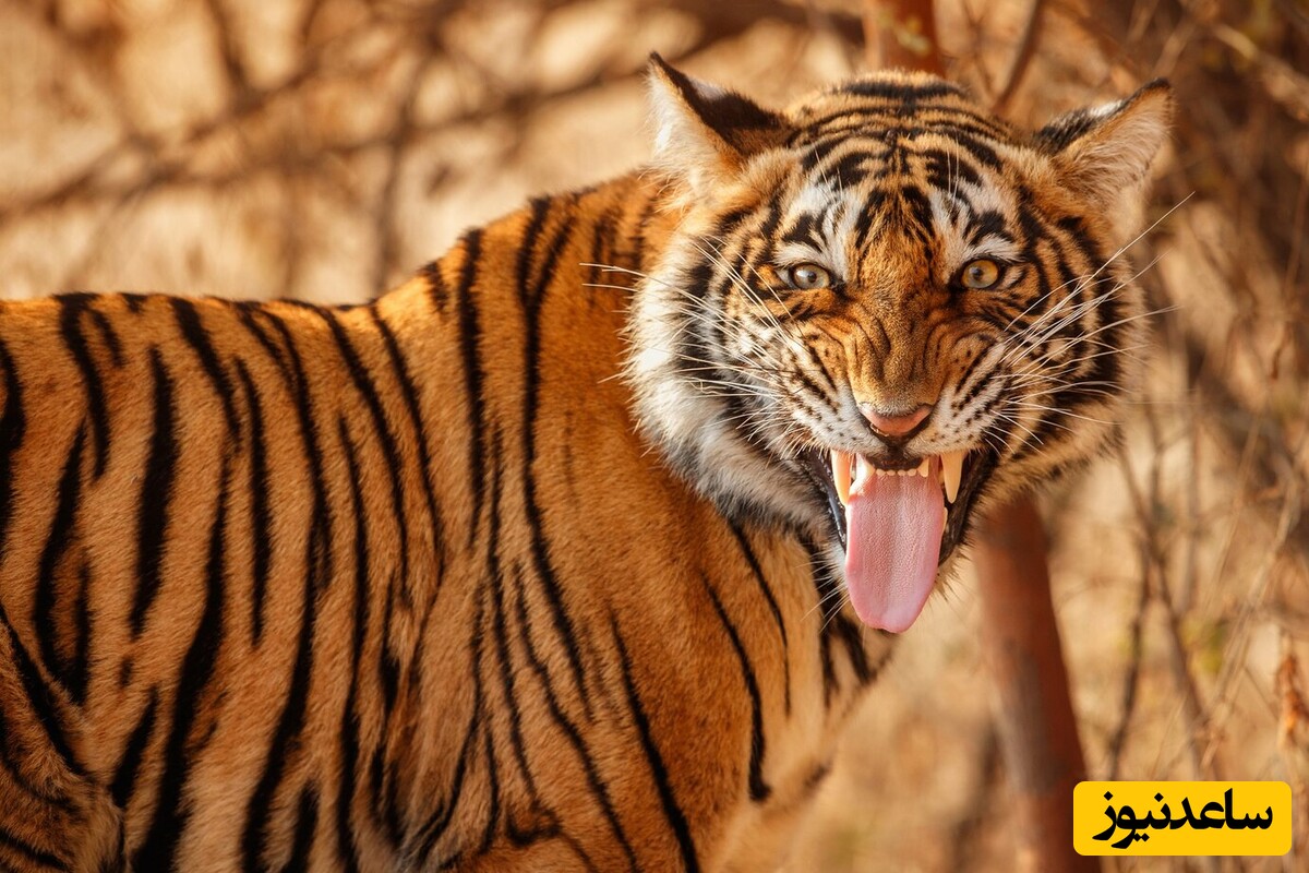 (ویدئو) مستند حیات وحش/این داستان: غرور شغال، کار دستش داد/ انتقام‌گیری سخت به سبک پلنگ