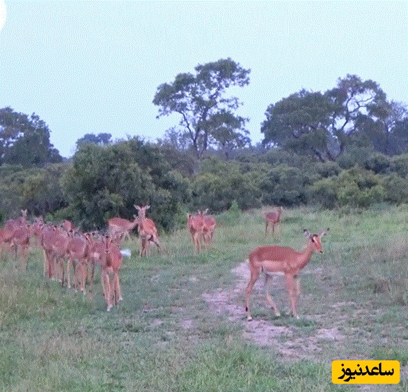 (ویدئو) حیات وحش ؛ مستند حیات وحش حیوانات/ پلنگ یک ایمپالا را در هوا شکار کرد