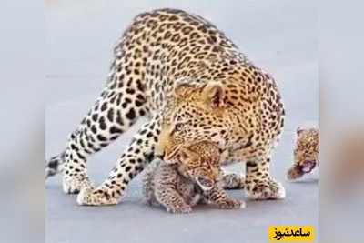 (ویدئو) حیات وحش ؛ مستند حیات وحش حیوانات /   وقتی پلنگ به توله هایش آموزش می دهد که چگونه از جاده عبور کنند!