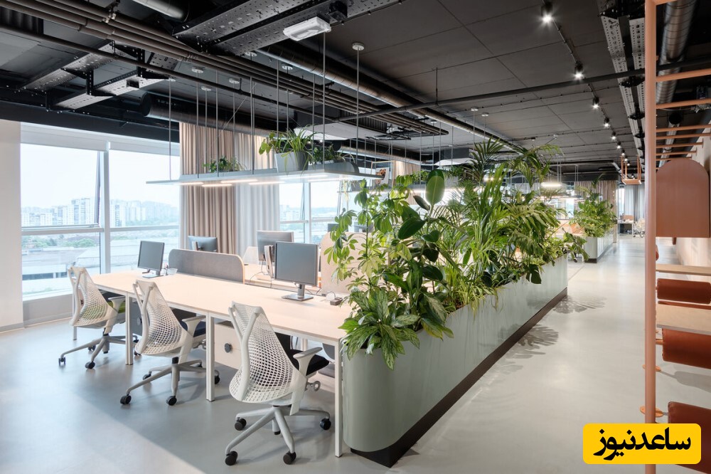 استفاده از گیاهان در دفتر؛