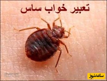 دیدن ساس در خواب چه تعبیری دارد؟ / تعبیر خواب ساس