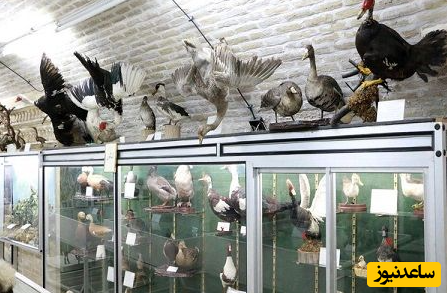 موزه تاریخ طبیعی یزد