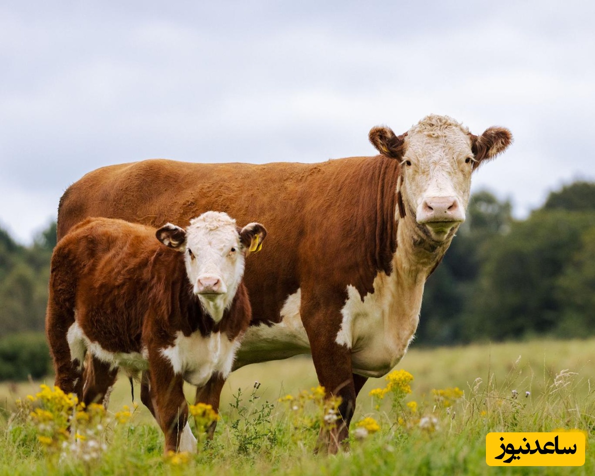 دانلود رایگان سوالات و پاسخنامه آزمون دکتری رشته مامائی و بیماری‌های تولید مثل دام سال 97