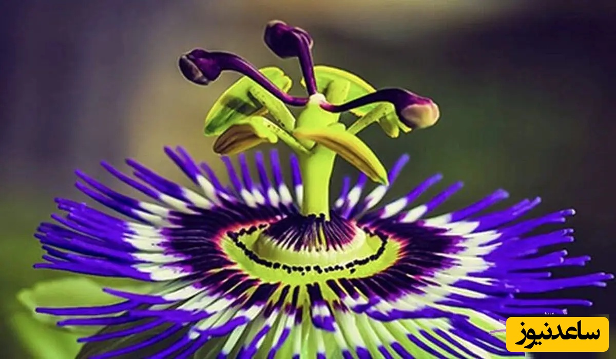 دمنوش گل ساعتی