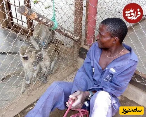 مرد کنار میمون