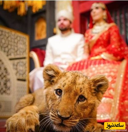 شیر در عروسی
