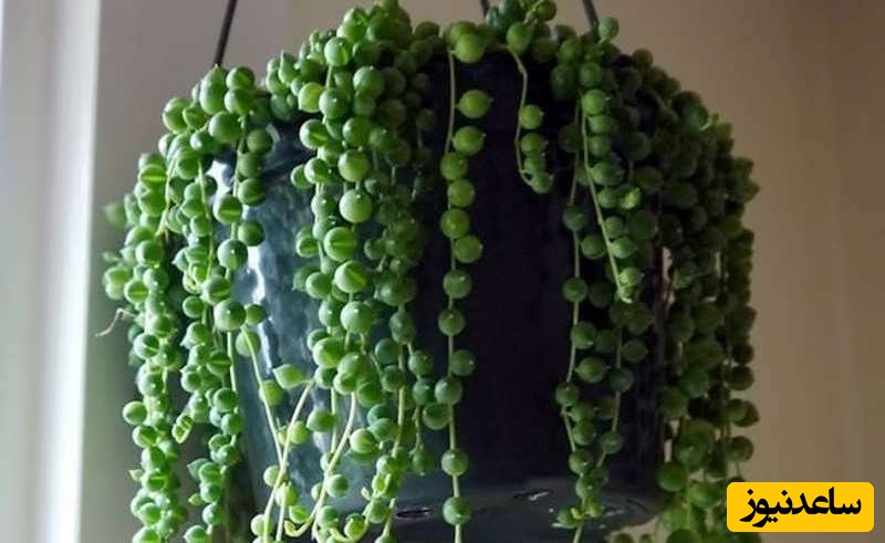 گیاهان آپارتمانی