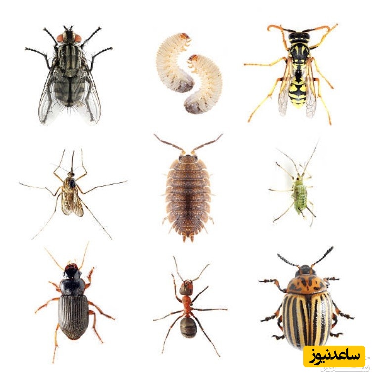 دیدن حشرات موذی در خواب چه تعبیری دارد؟ /  تعبیر خواب حشرات موذی