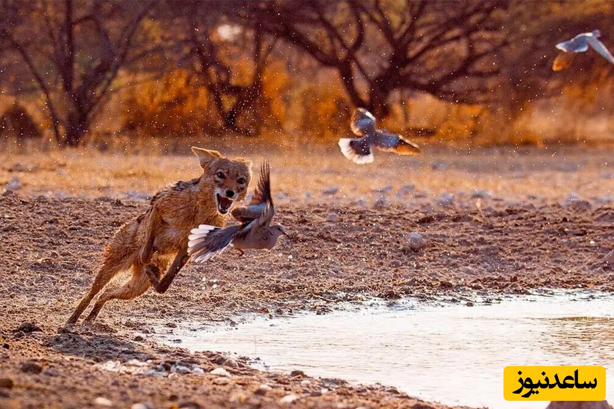 ویژه علاقه مندان به مستند حیات وحش حیوانات/ راز بقا، شکار برق‌آسای یک پرنده توسط شغال+ ویدئو