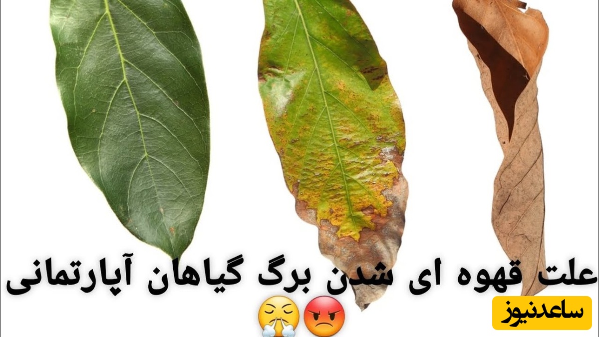 علت‌ های رایج لکه‌ های سیاه و سوختگی روی برگ گیاهان آپارتمانی+ ویدئو
