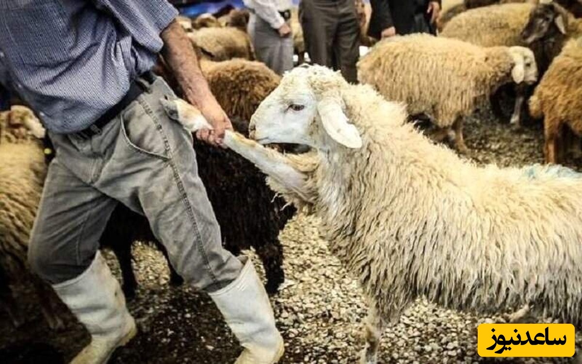 خلاقیت خنده دار چوپان برای طراحی روی دیوار خانه اش حماسه آفرید+عکس/ هنر نزد ایرانیان است و بس