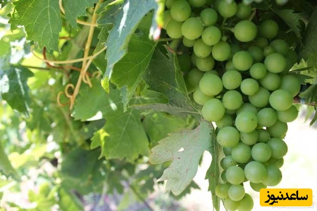 دیدن غوره در خواب چه تعبیری دارد؟ / تعبیر خواب غوره