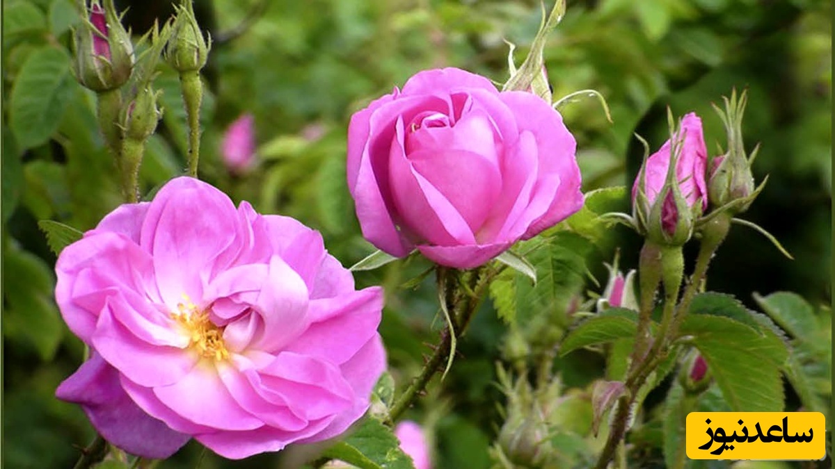 فواید و عوارض مصرف گل محمدی در بارداری