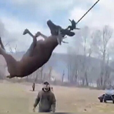 (ویدئو) شکارچیان یک گوزن را از اعدام با طناب نجات دادند!