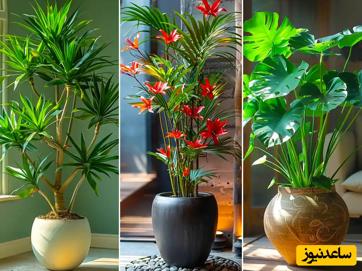 با این 8 گیاه پول‌دار شو / معرفی گیاهان آپارتمانی که حضورش در خانه‌تان شما را ثروتمند می‌کند