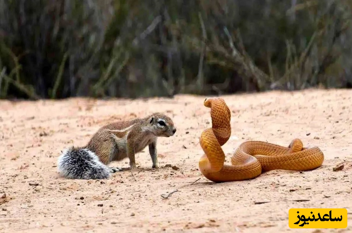 (ویدئو) مستند حیات وحش حیوانات/ شجاعت سنجاب مادر در دفاع از فرزند مقابل مار شکارچی