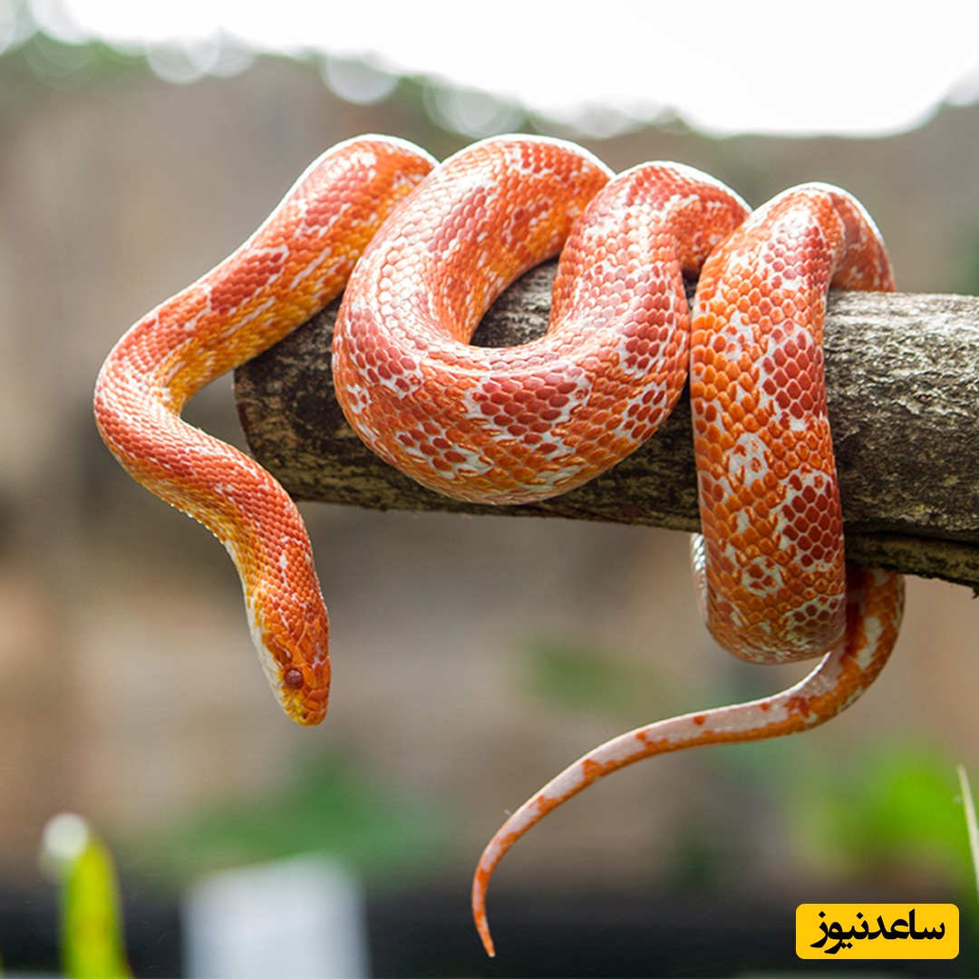 (فیلم) بالا رفتن مار از آجرهای دیوار که باعث میشه قالب تهی کنی! شما این مارو رو دیوار حیاطتون ببینید چیکار میکنید؟