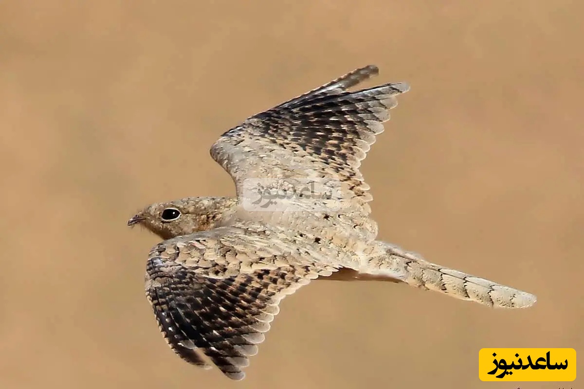 دیده شدن شبگرد مصری پس از 60 سال در گیلان / راز کمیاب‌ترین پرنده در ایران