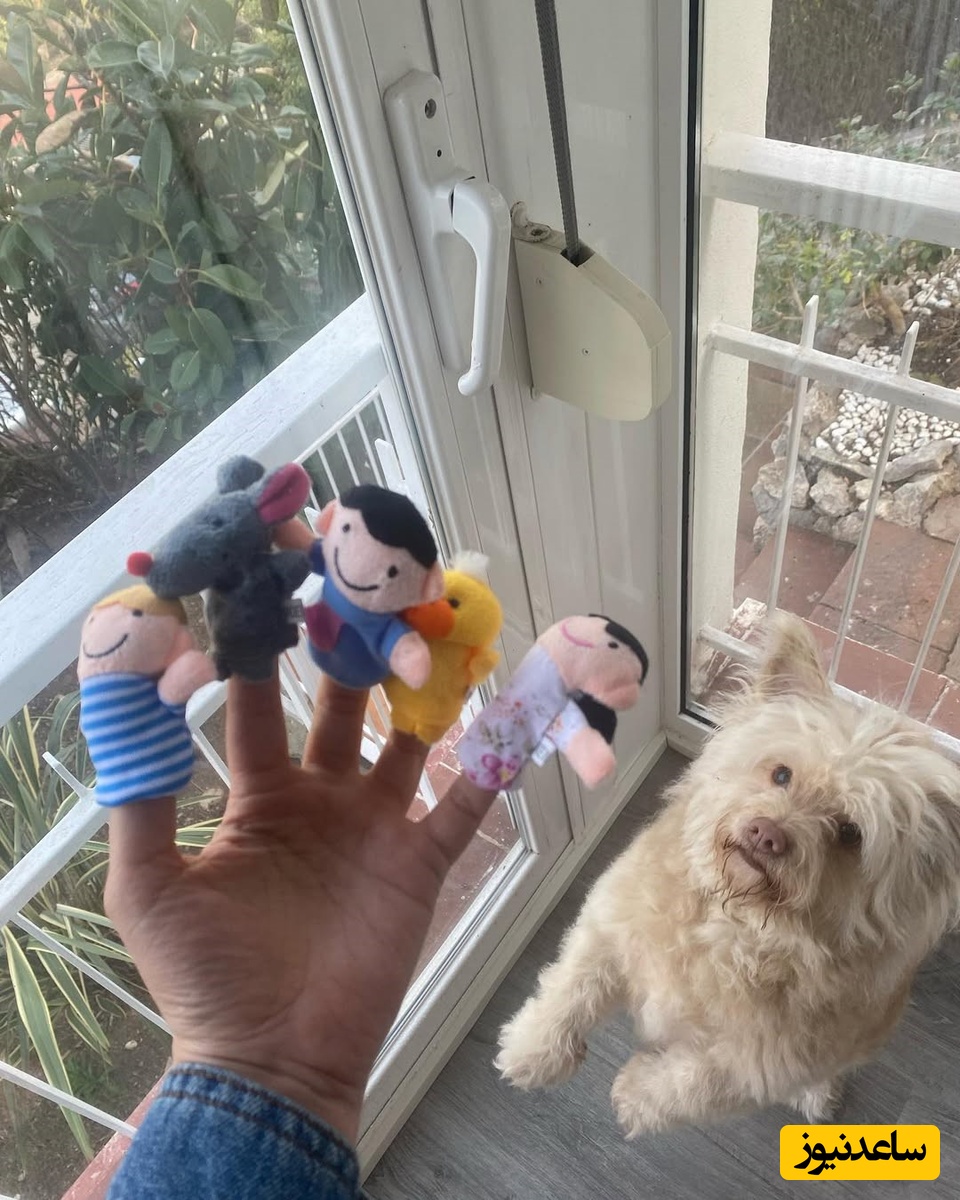 چیدمان منزل پیمان قاسم خانی و میترا ابراهیمی