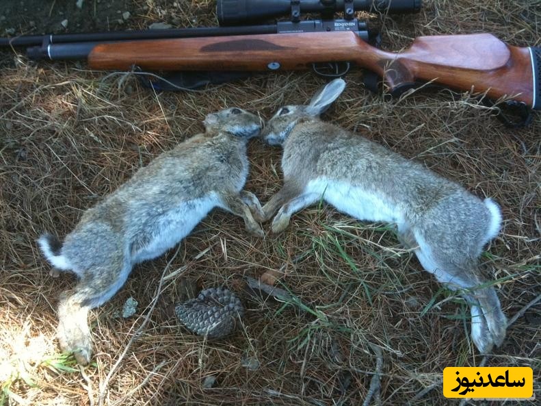 دیدن شکار در خواب چه تعبیری دارد؟ / تعبیر خواب شکار