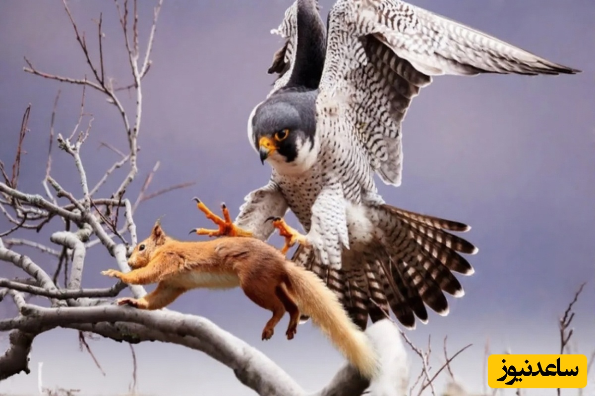 (ویدیو) مستند حیات وحش/ سنجابی که شاهد شکار وحشی همنوعش با شاهین شد